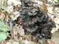 Szürke rókagomba (Craterellus cinereus), Mátra
